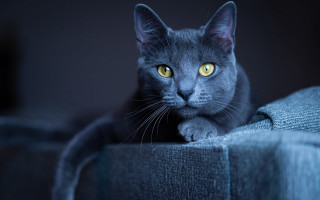 Black cat vanitas yellow eyes - yellow eye free wallpaper