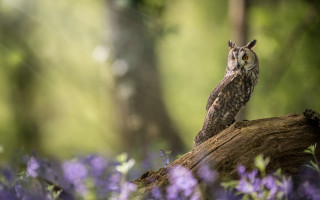 Owl log purple flower bokeh - purple flower and trees free wallpaper