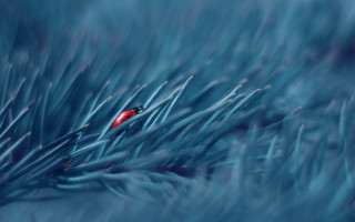 Red bug blue leaf snow - a microscopic photo free wallpaper