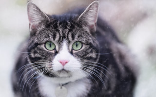 Black cat green eyes snow 2 - the snow free wallpaper