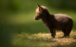 Small brown animal grass field - top of a grass free wallpaper
