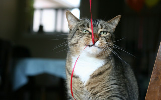 Curious cat red string toy - its neck free wallpaper
