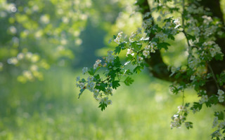 Tree branch white flowers bokeh - the foreground and a blurry background free wallpaper