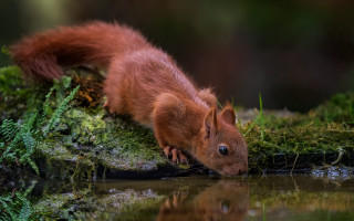 Squirrel drinking pond woods moss - a pond free wallpaper