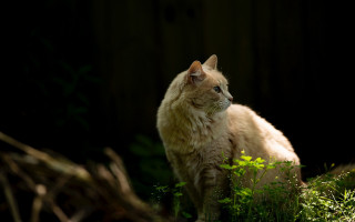 Cat grass distant look dark - a wooden fence free wallpaper for desktop