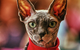 Sphy cat red collar green - a red collar free wallpaper