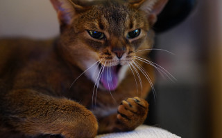 Cat tongue out sharp claws - tongue free wallpaper for desktop