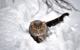 Cat walking snow woods glowing - in the wood free wallpaper for desktop