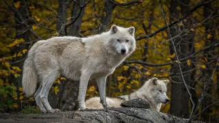 White wolves rock forest autumn - yellow leaf free wallpaper