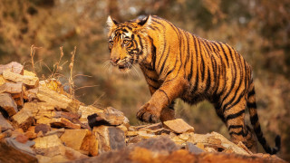 Tiger rockyhillside ruins fire smoke - a rocky hillside free wallpaper for desktop