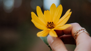 Person holding yellow flower blurry - a ring free wallpaper