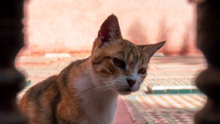 Cat hole wall tile floor - a cat free wallpaper