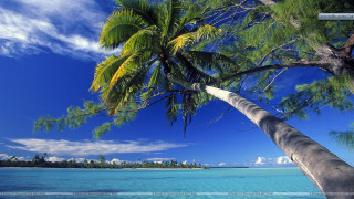 Palm tree beach blue sky 28 - bascove free wallpaper for desktop