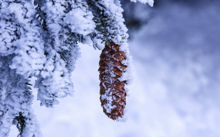 Pine cone snow ice branches - a pine cone free wallpaper