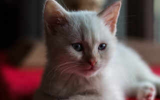 White kitten blue eyes red 2 - a white kitten free wallpaper