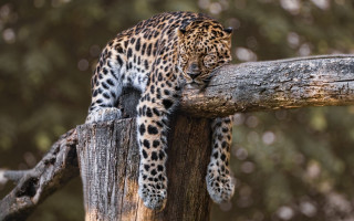 Leopard tree branch looking paw - a leopard free wallpaper for desktop