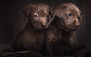 Two brown puppies blanket black - a white border free wallpaper