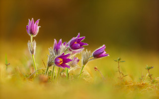 Purple flowers grass macro butterfly - a blurry background of grass free wallpaper for desktop