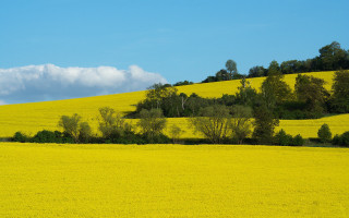 Yellow flower field trees clouds - yellow flower free wallpaper