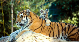 Tiger enclosure rock puzzle photorealistic - two tiger free wallpaper