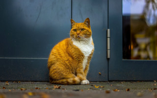 Cat blurry outdoor photorealistic door - a door free wallpaper