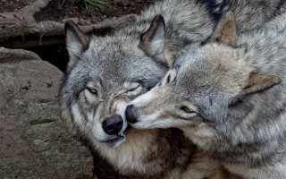Gray wolves head rubbing furry - their eye free wallpaper for desktop