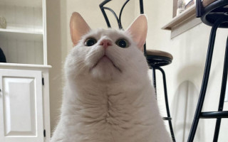 White cat chair surprised eyes - look free wallpaper