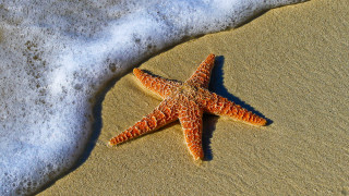 Starfish sand water foamy waves - a starfish free wallpaper