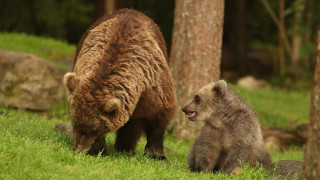 Bear cub grass trees rocks - boleslaw cybi free wallpaper
