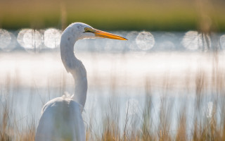 White bird long neck tall - a long neck free wallpaper