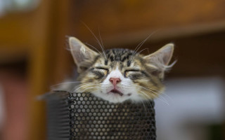 Cat sleeping mesh basket blurry - its eye free wallpaper
