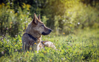 Dog field flowers forest sunlight - the dog free wallpaper