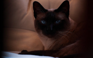Siamese cat blue eyes couch - free portrait wallpaper for desktop