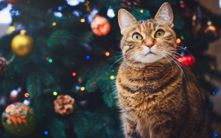 Cat christmas tree ornaments bokeh - ornament free wallpaper