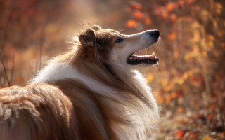Dog autumn leaves blurry fire - free autumn wallpaper