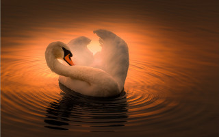 Swan water sunset reflection photorealistic - a swan free wallpaper