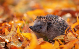 Hedgehog fall leaves smiling nature - a hedgehog free wallpaper