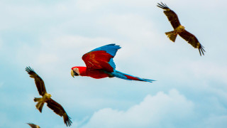 Red blue parrot flying birds - bird free wallpaper