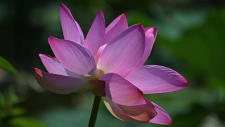 Pink flower green background sunlight - a single flower free wallpaper