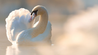 Swan swimming beak wings open - soft light free wallpaper