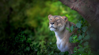 Lion sad portrait wildlife nature - a lion free wallpaper