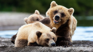 Three bears yawning looking camera - the ground together free wallpaper