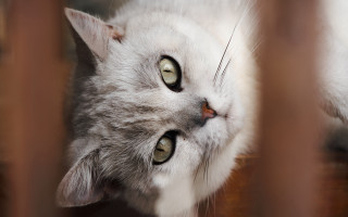 Cat fenced look up round - a fenced in area free wallpaper