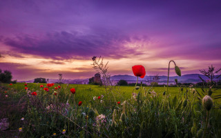 Flower field purple sky clouds - a purple sky in the background free wallpaper for desktop