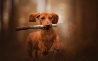 Dog carrying stick forest photorealistic - a stick free wallpaper for desktop