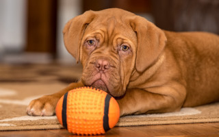 Dog toy floor photorealistic hyperrealism - david budd free wallpaper