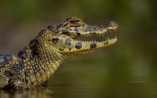 Alligator floating open teeth gradient - tooth free wallpaper