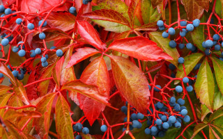 Berries branch autumn leaves food - neofauvism free wallpaper