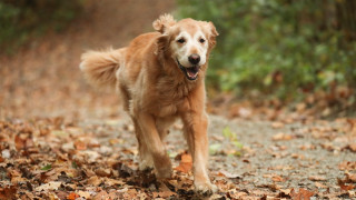 Dog autumn leaves forest motion - renaissance free wallpaper