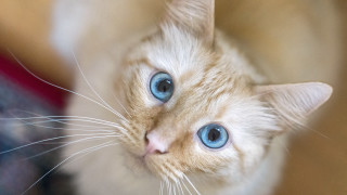 White cat blue eyes looking 3 - a blurry background of the image free wallpaper